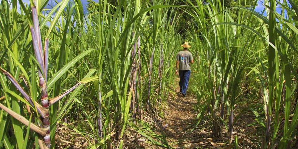 Сахарный тростник в австралии. Сахарный тростник в Луизиане. Сахарный тростник в Доминикане. Луизиана плантации тростника. Тростниковые плантации.