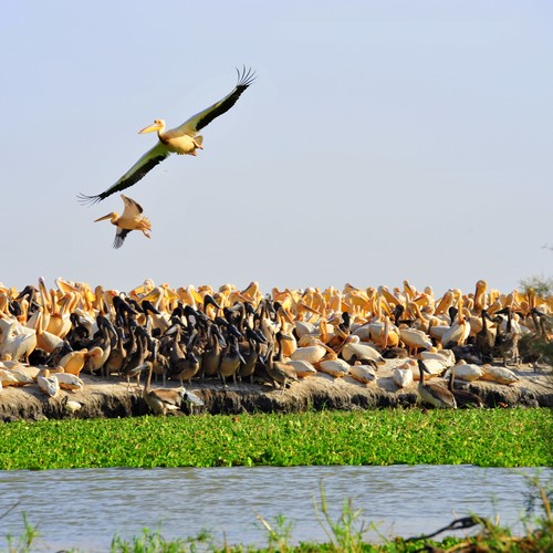 excursions-sahel-decouverte-senegal-saly-saint-louis-dakar-parc-national-oiseaux-djoudj