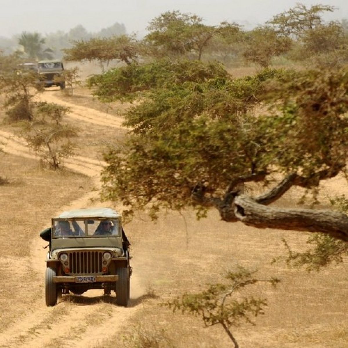 Savannah by Jeep