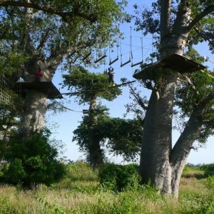 excursion-dakar-saly-accrobaobab-accro-baobab-parc-sahel-decouverte-senegal